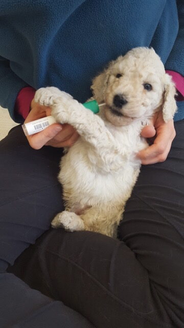 From Frightened to Friendly: The Evolution of Social Behavior in Dogs WITH KATHRYN LORD, PH.D