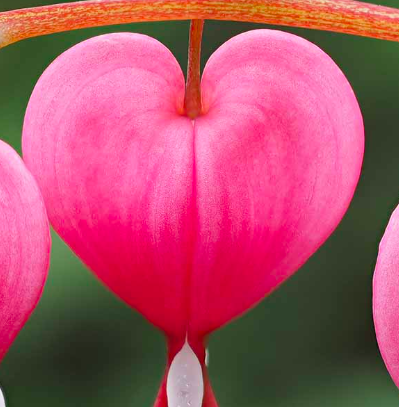 "Mommy and Me" Valentine's Day Flower Arrangement