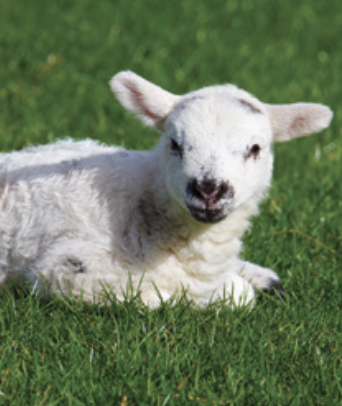 Meet the Babies: A Live Farm Animal Experience with Enchanted Animals